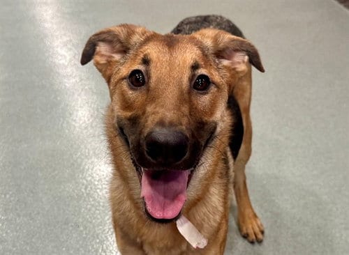 Photo of Laila, adoptable German Shepherd Dog in Moreno Valley, California