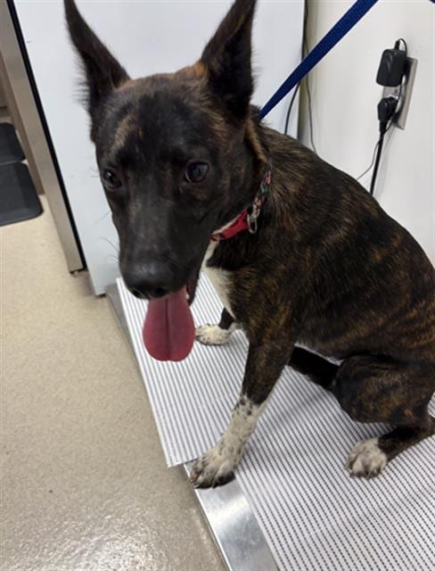 Photo of Frisky, adoptable Belgian Shepherd Malinois in Baytown, Texas