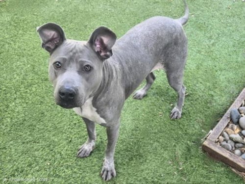 Photo of Tampa, adoptable Mexican Hairless in Van Nuys, California