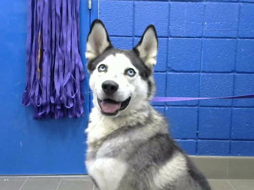 Photo of Nexter, adoptable Siberian Husky in Albuquerque, New Mexico