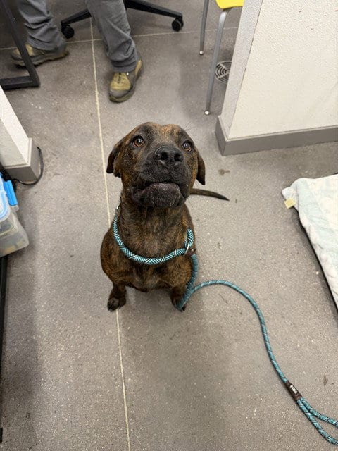 Photo of Sweet Tea, adoptable Mastiff in Mesa, Arizona