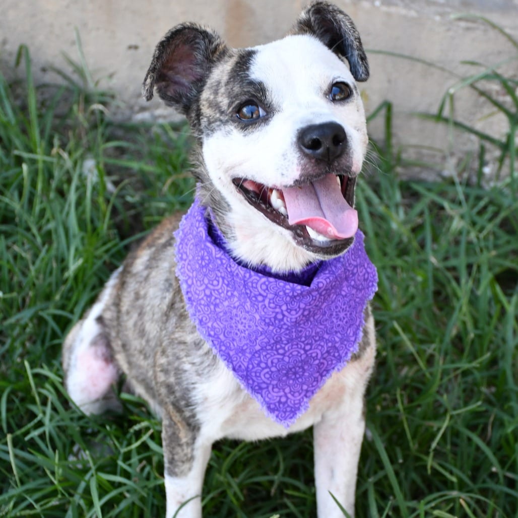Photo of Moxie, adoptable Terrier, Pit Bull in Beaumont, Texas