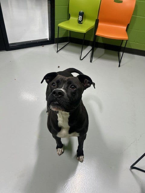 Photo of Hayden Pawner, adoptable Pit Bull Terrier in Temple, Texas