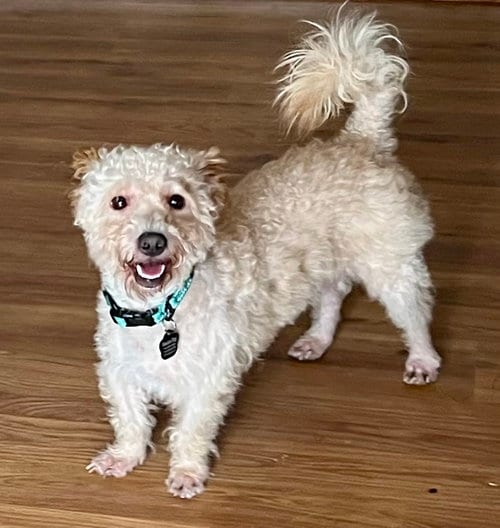 Photo of Ansel, adoptable Schnauzer in Menifee, California