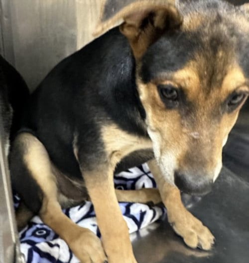 Photo of Bolt, adoptable German Shepherd Dog in San Pedro, California