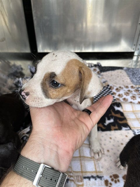 Photo of A479884, adoptable Pit Bull Terrier in Oklahoma City, Oklahoma