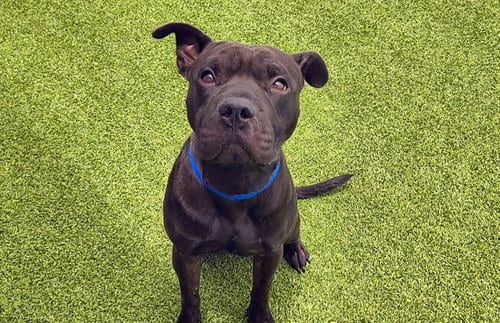 Photo of Bartholomew, adoptable Chinese Shar-Pei in Ft Lauderdale, Florida