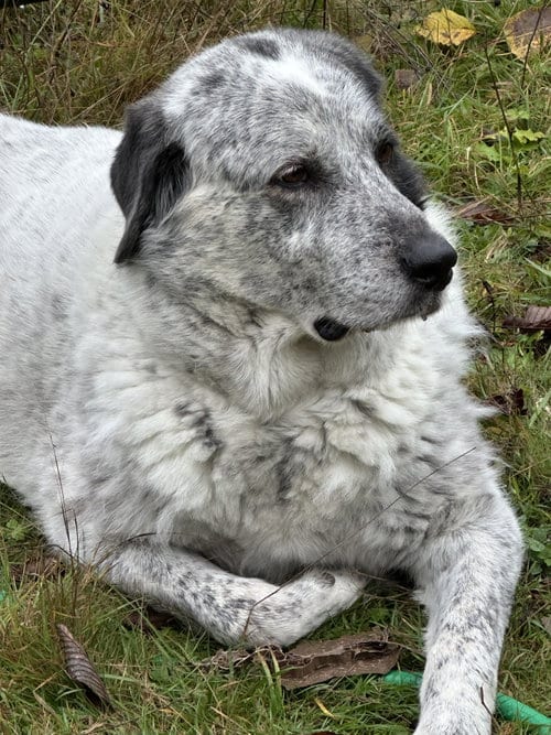 Photo of Bolt, adoptable Great Pyrenees in Bend, Oregon