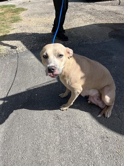 Photo of Zena, adoptable Pit Bull Terrier in Killeen, Texas