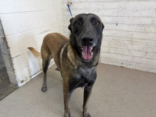 Photo of Murphy, adoptable Belgian Shepherd Malinois in San Bernardino, California