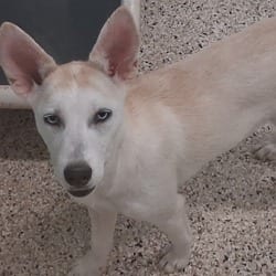 Photo of Siren 1633, adoptable Husky Mixed Breed (Medium) in Loxahatchee, Florida