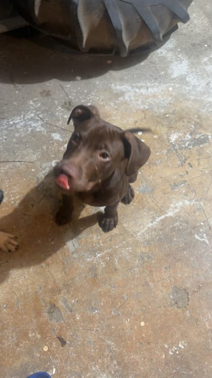 Photo of Cosmo, adoptable dog in Atlanta, Georgia