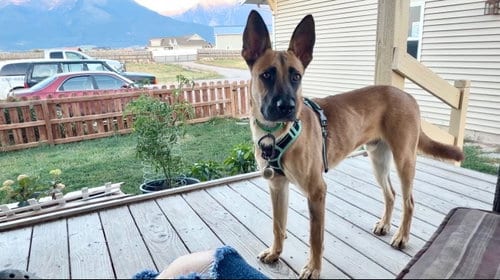 Photo of Harmon, adoptable German Shepherd Dog in Polson, Montana