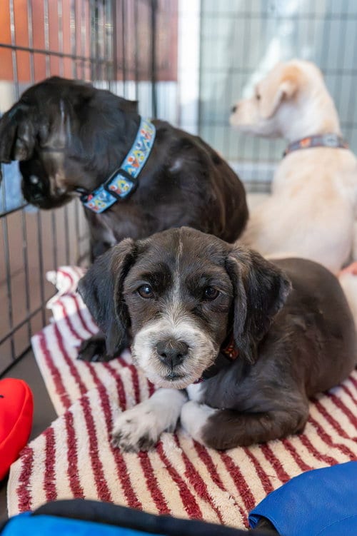 Photo of Arlene, adoptable Cocker Spaniel in Mundelein, Illinois