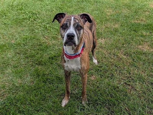 Photo of Nala, adoptable Boxer in San Clemente, California