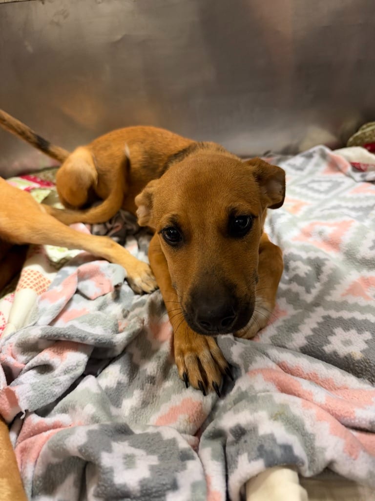 Photo of Katniss, adoptable Mixed Breed in Chickamauga, Georgia