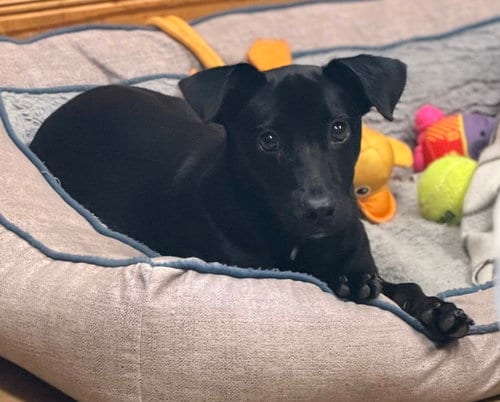 Photo of Alex, adoptable Dachshund in Raleigh, North Carolina
