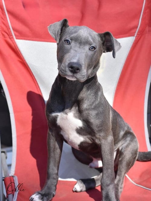 Photo of Ollie, adoptable Pit Bull Terrier in Brewster, New York