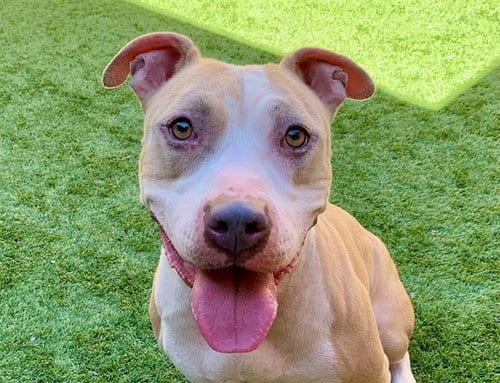 Photo of Mayley, adoptable Pit Bull Terrier in Moreno Valley, California