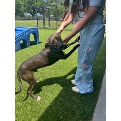 Photo of Sprout, adoptable American Pit Bull Terrier in Baton Rouge, Louisiana
