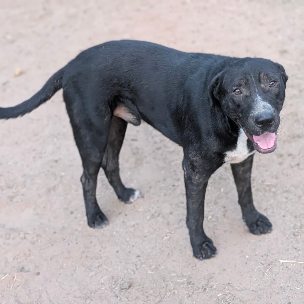 Photo of oreo MPAC-Stray-4049, adoptable Retriever, Black Labrador in Marshall, Texas