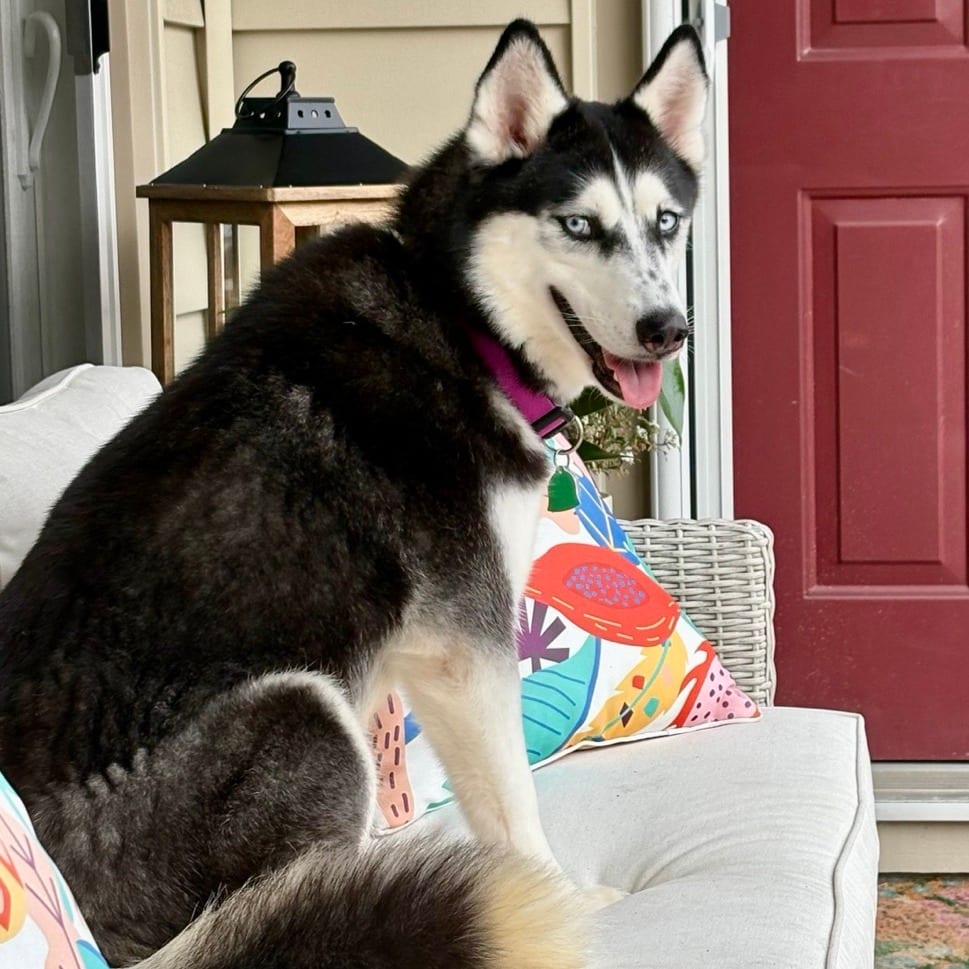 Photo of Purple, adoptable Husky in Fairfax Station, Virginia