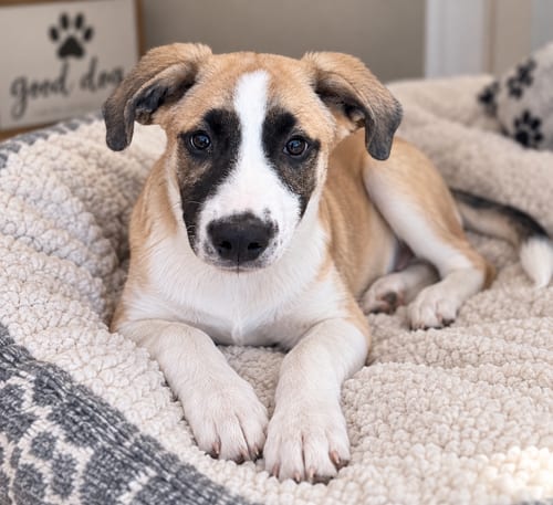 Photo of Jack, adoptable Terrier in Mooresville, North Carolina