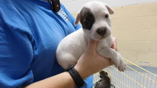 Photo of Pearl, adoptable Labrador Retriever in Tulsa, Oklahoma