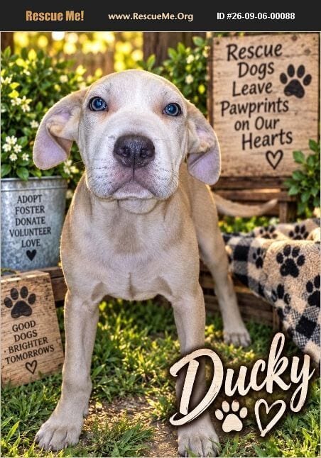 Photo of Ducky, adoptable Labrador Retriever in Benton, Pennsylvania