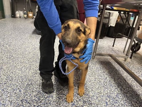 Photo of A1938325, adoptable German Shepherd Dog in Thousand Palms, California