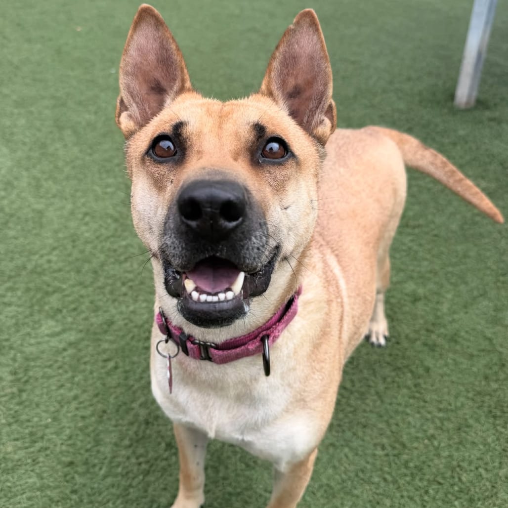 Photo of Eve, adoptable Carolina Dog / Mixed Breed (Medium) in Buellton, California