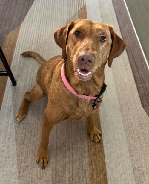 Photo of Dandelion, adoptable Labrador Retriever in Fort Worth, Texas