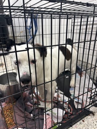 Photo of Stapler, adoptable dog in Atlanta, Georgia