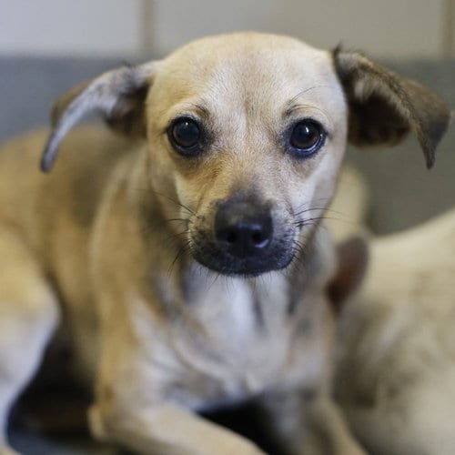 Photo of Alpha, adoptable Chihuahua in San Antonio, Texas