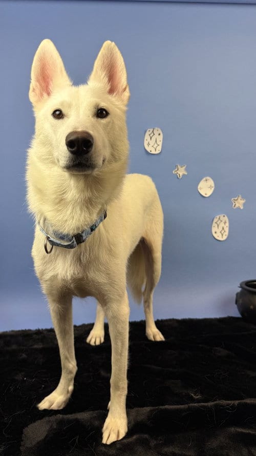 Photo of Feyre, adoptable German Shepherd Dog in Phoenix, Arizona