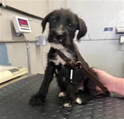 Photo of A888934, adoptable Parson Russell Terrier in Camarillo, California