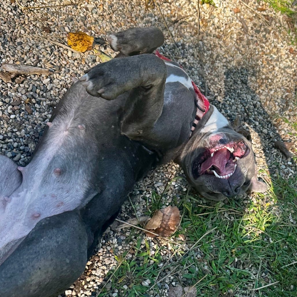 Photo of Nina, adoptable Mixed Breed (Medium) in West Olive, Michigan