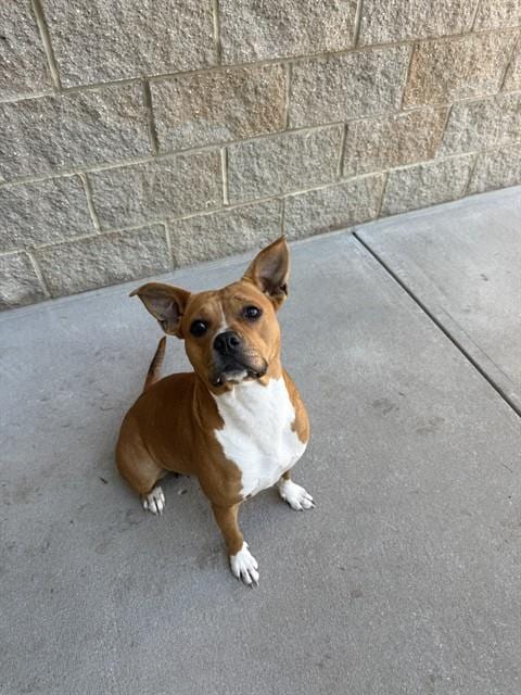 Photo of Amora, adoptable American Staffordshire Terrier in Lee's Summit, Missouri