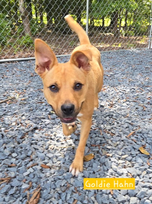Photo of Goldie, adoptable American Pit Bull Terrier in Albemarle, North Carolina