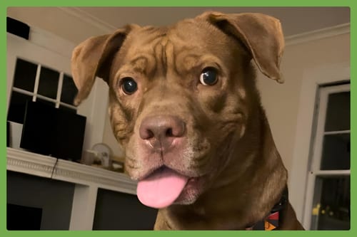 Photo of Hiccup, adoptable Labrador Retriever in Amherst, Massachusetts