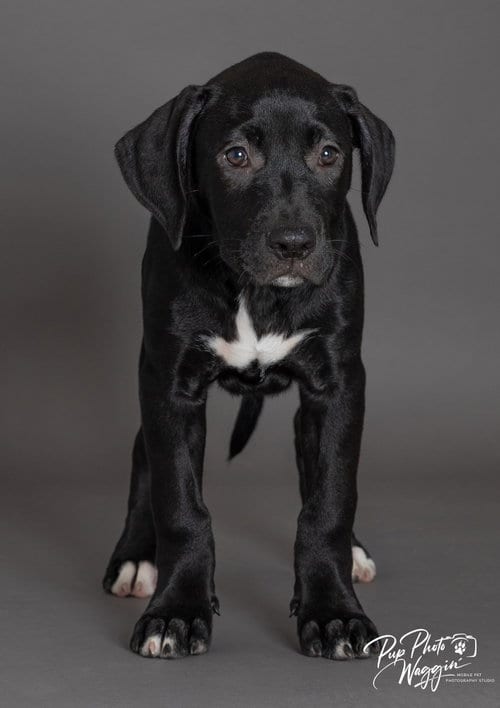 Photo of PJ, adoptable Labrador Retriever in Claremore, Oklahoma