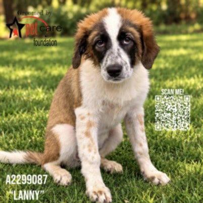 Photo of Lanny, adoptable German Shepherd Dog in Los Angeles, California