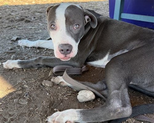 Photo of Matey, adoptable Pit Bull Terrier in Denver, Colorado
