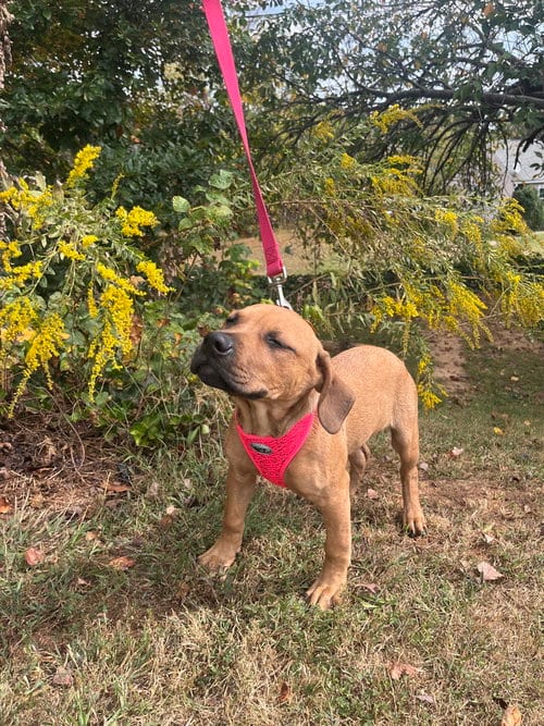 Photo of Paloma, adoptable Terrier in Candler, North Carolina