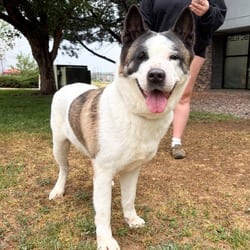 Photo of 859 (2026) Mama Kiera, adoptable Akita in Parker, Colorado