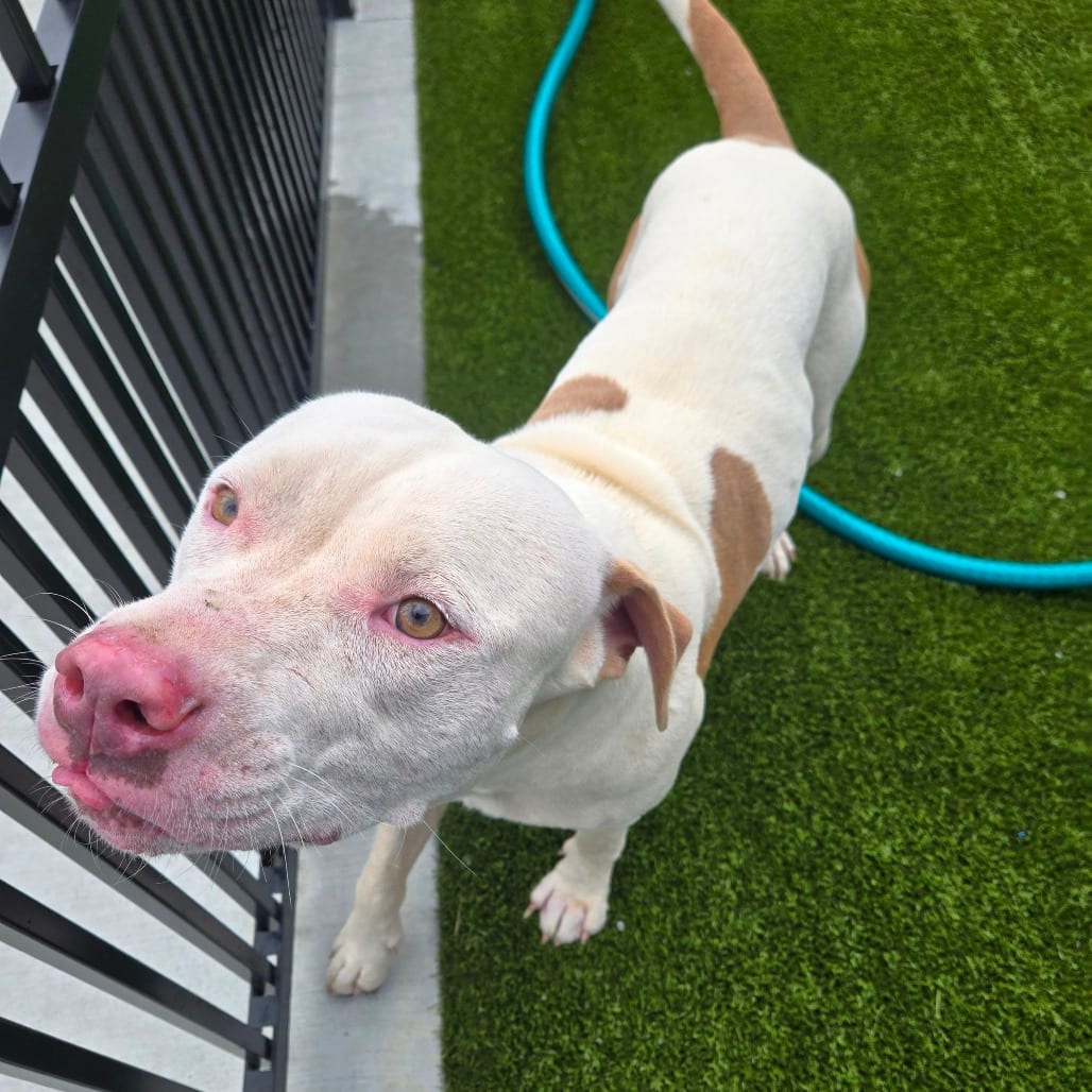 Photo of Snoot Dog, adoptable Terrier, American Staffordshire in Spartanburg, South Carolina