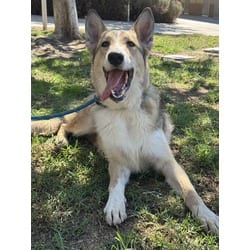 Photo of Bear, adoptable Border Collie in Jurupa Valley, California