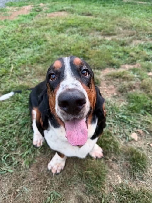 Photo of Ted, adoptable Basset Hound in Brewster, New York