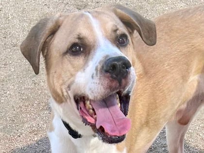 Photo of Kurby, adoptable dog in Georgetown, Texas
