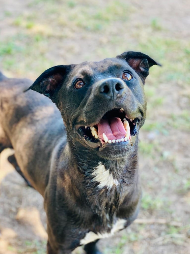 Photo of Athens, adoptable Pit Bull Terrier in Chickamauga, Georgia